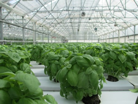 Healthier plants in greenhouse
