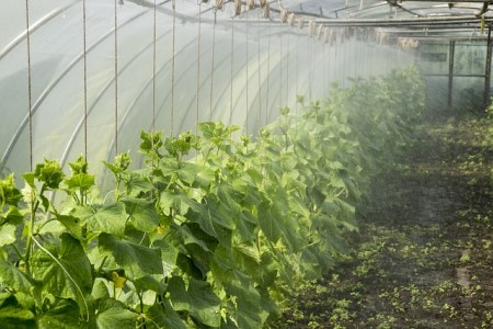 watering plants in greenhouse